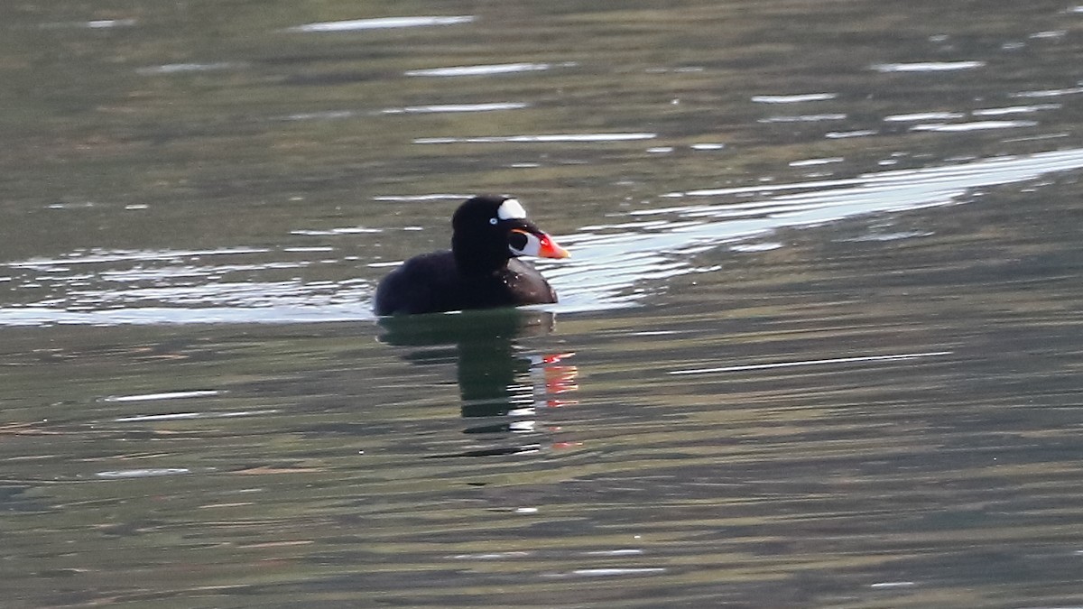 Surf Scoter - ML645768007