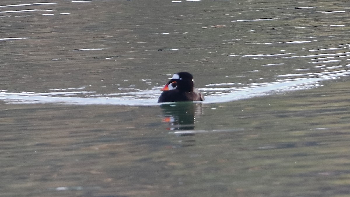 Surf Scoter - ML645768008