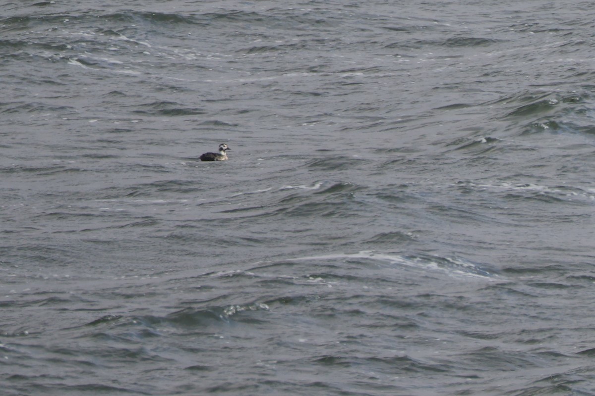 コオリガモ - ML645768010