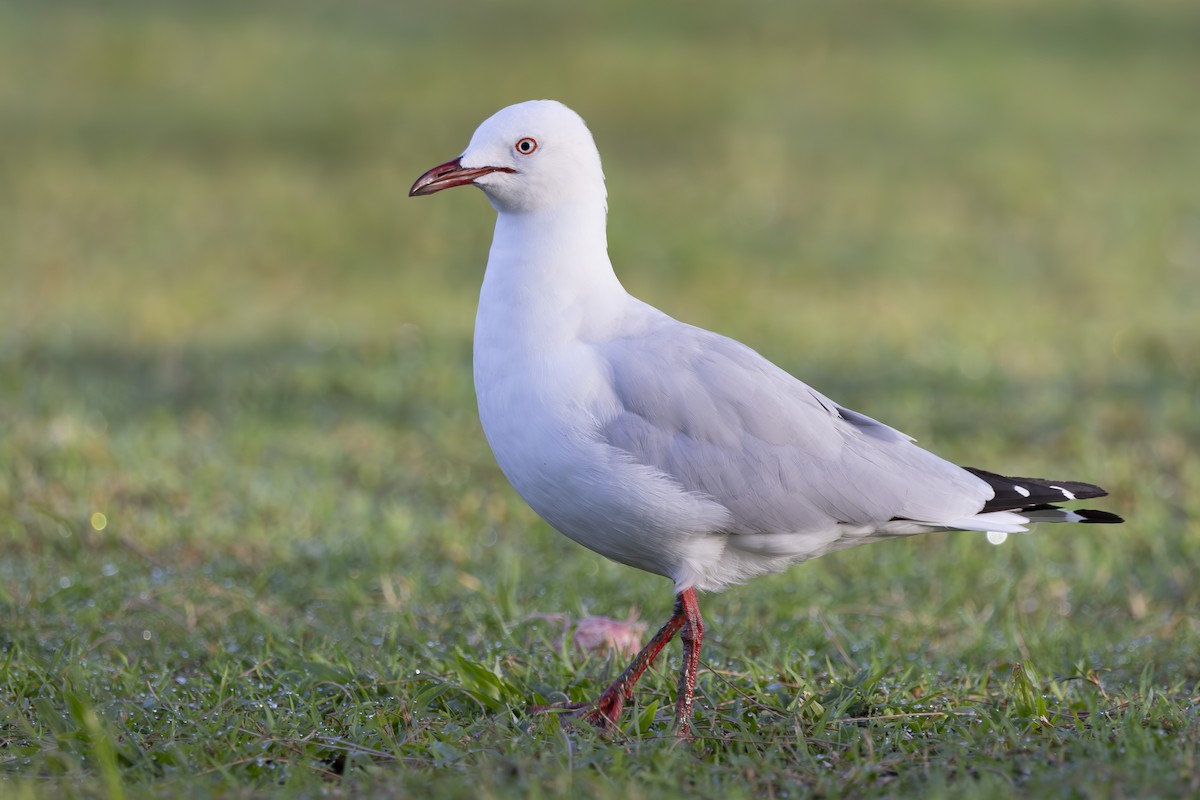 Silver Gull - ML645768011