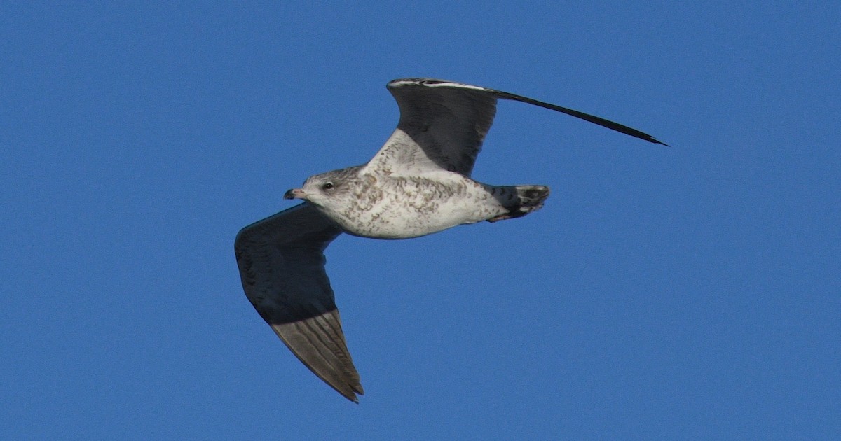 Ring-billed Gull - ML645768012