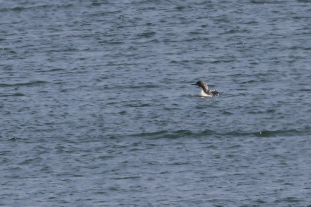 シロエリオオハム - ML645768013