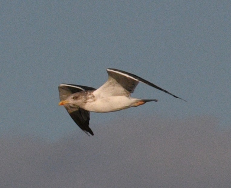 Zafferano - ML645768014