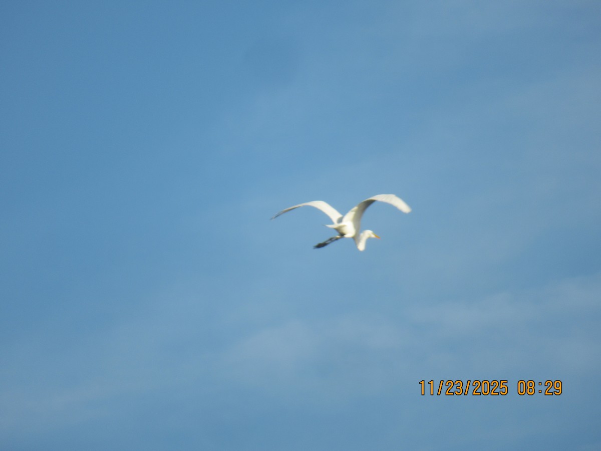 Garceta Grande - ML645768015