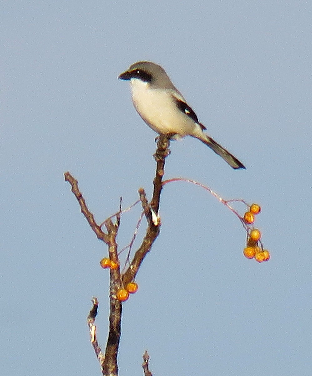 Loggerhead Shrike - ML645768018
