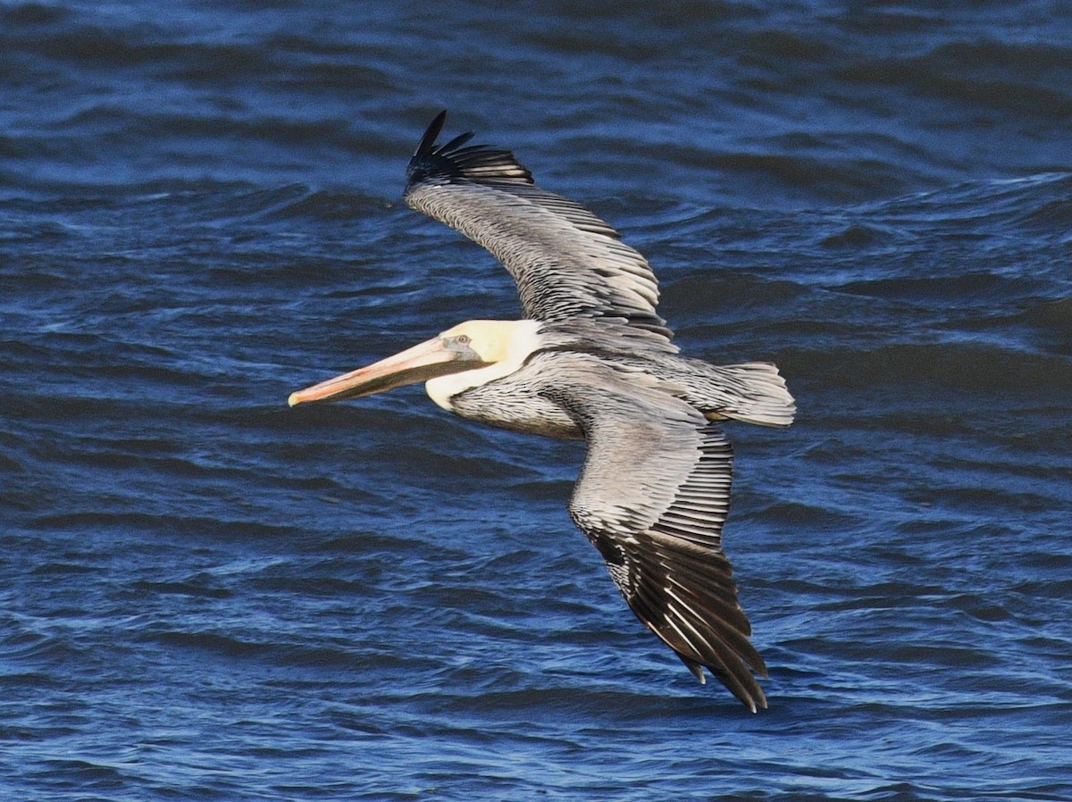 Brown Pelican - ML645768019