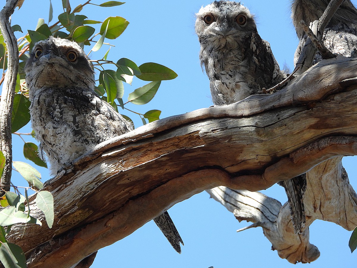 Tawny Frogmouth - ML645768020