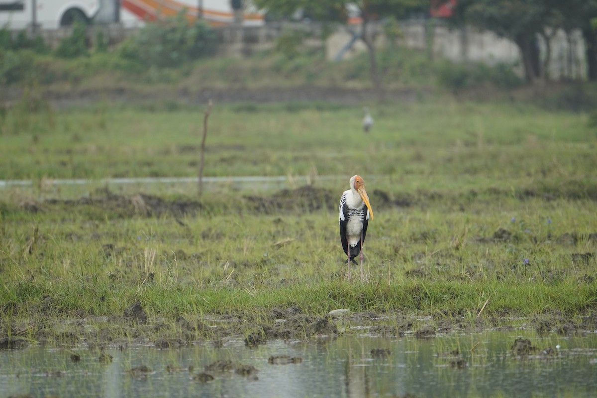 Painted Stork - ML645768021