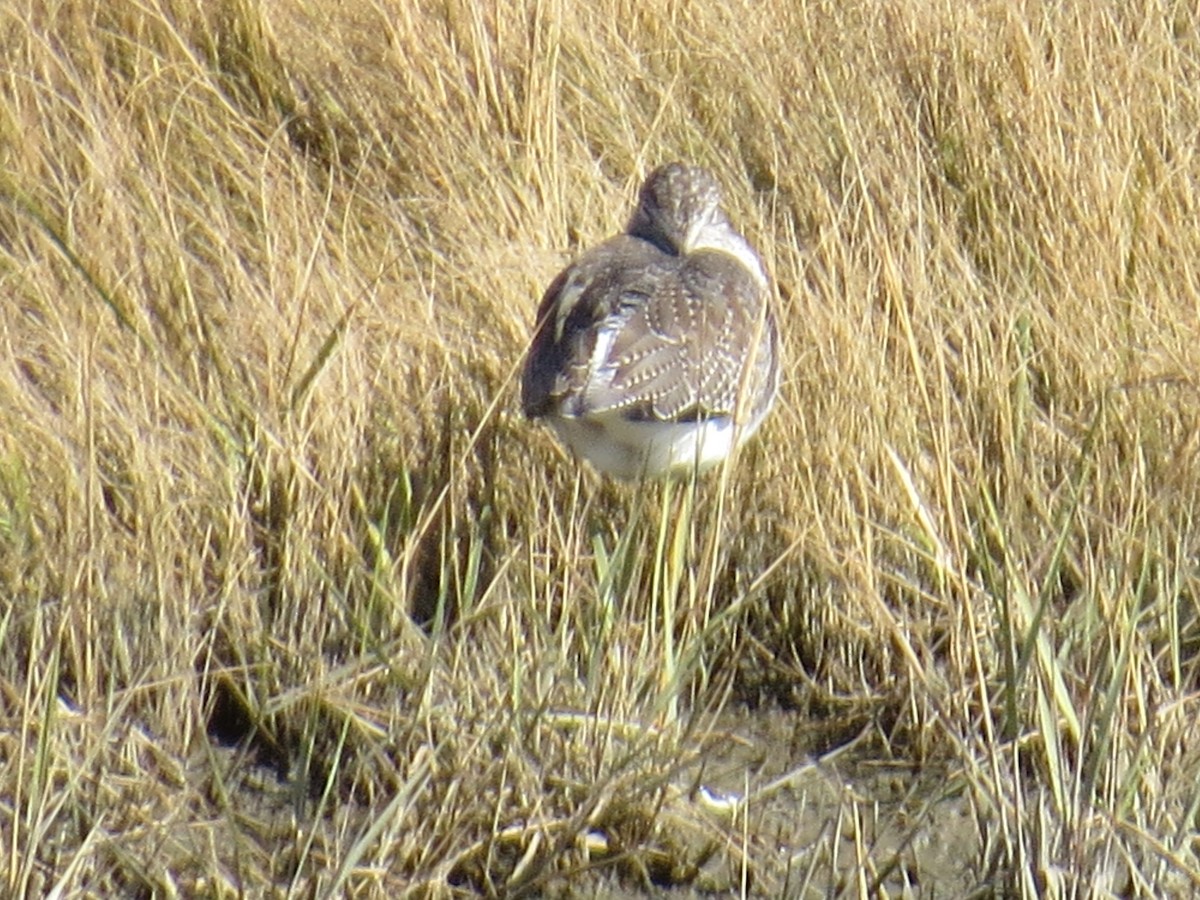 Greater Yellowlegs - ML645768032