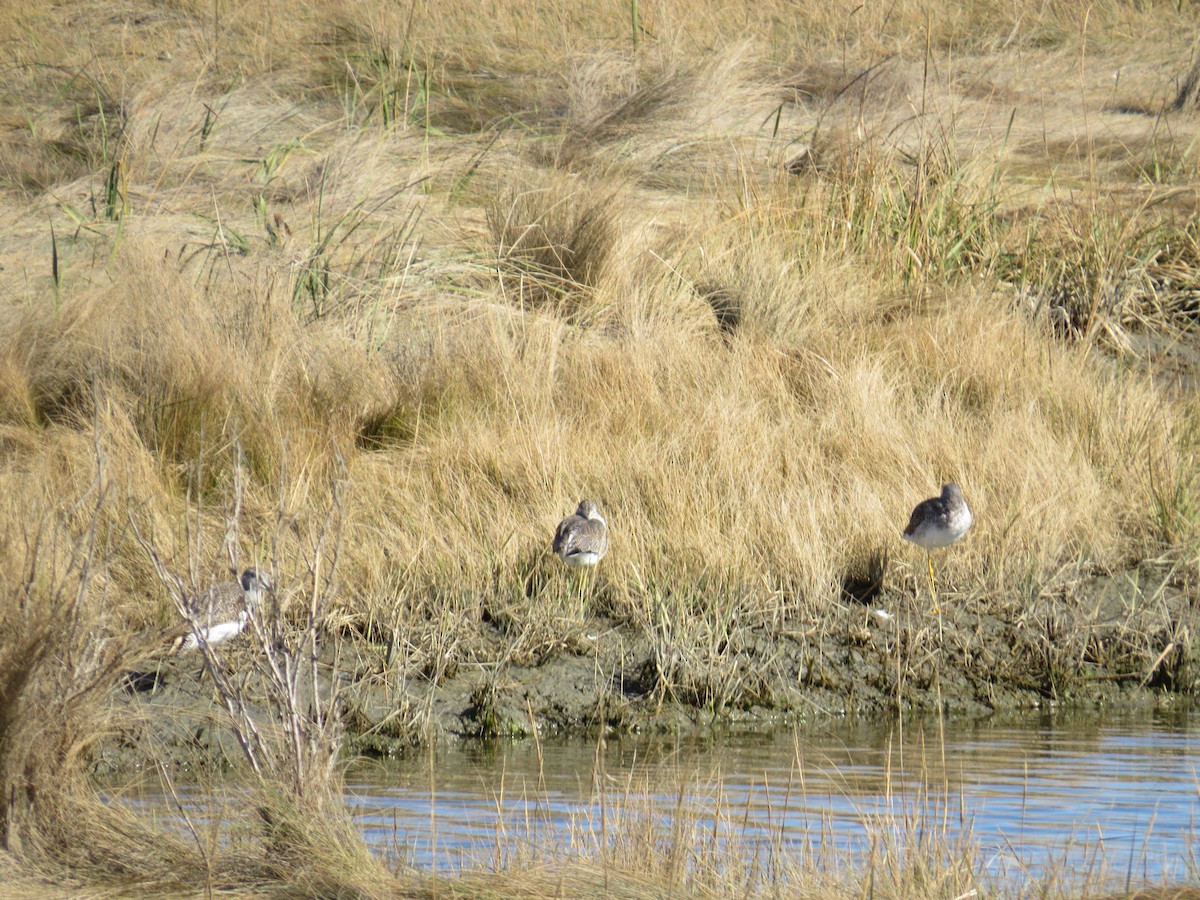 Greater Yellowlegs - ML645768033