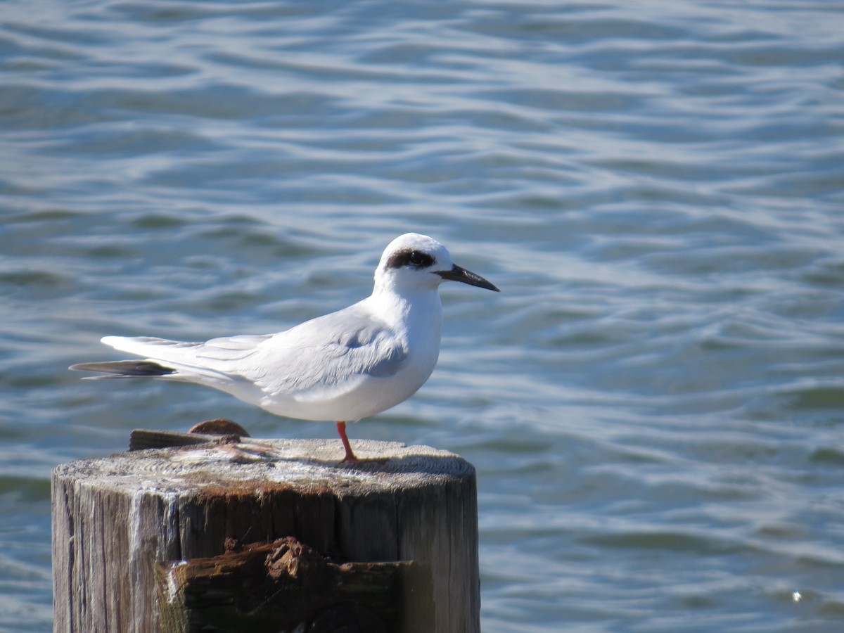 Forster's Tern - ML645768038