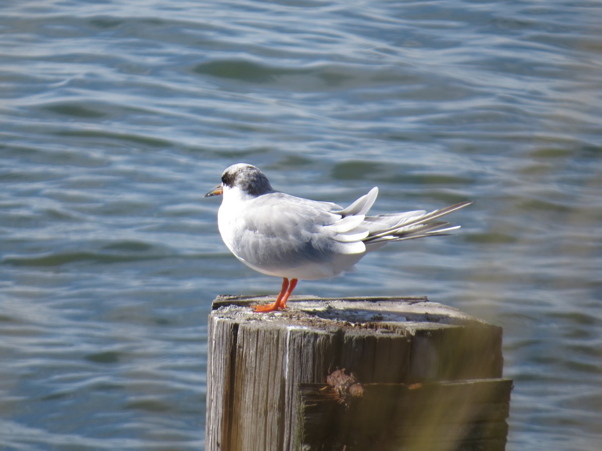 Forster's Tern - ML645768039