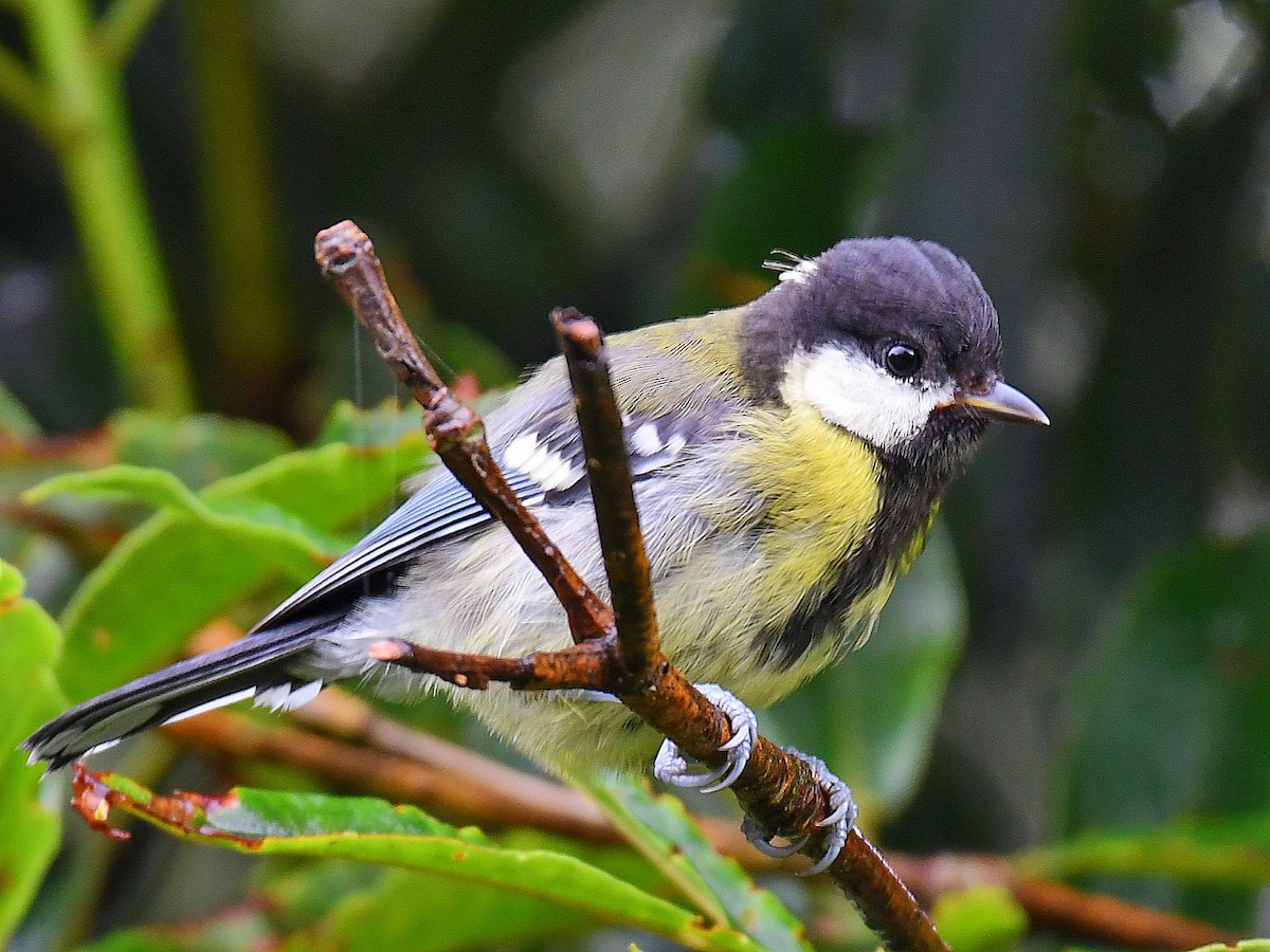 Bergkohlmeise - ML645768040