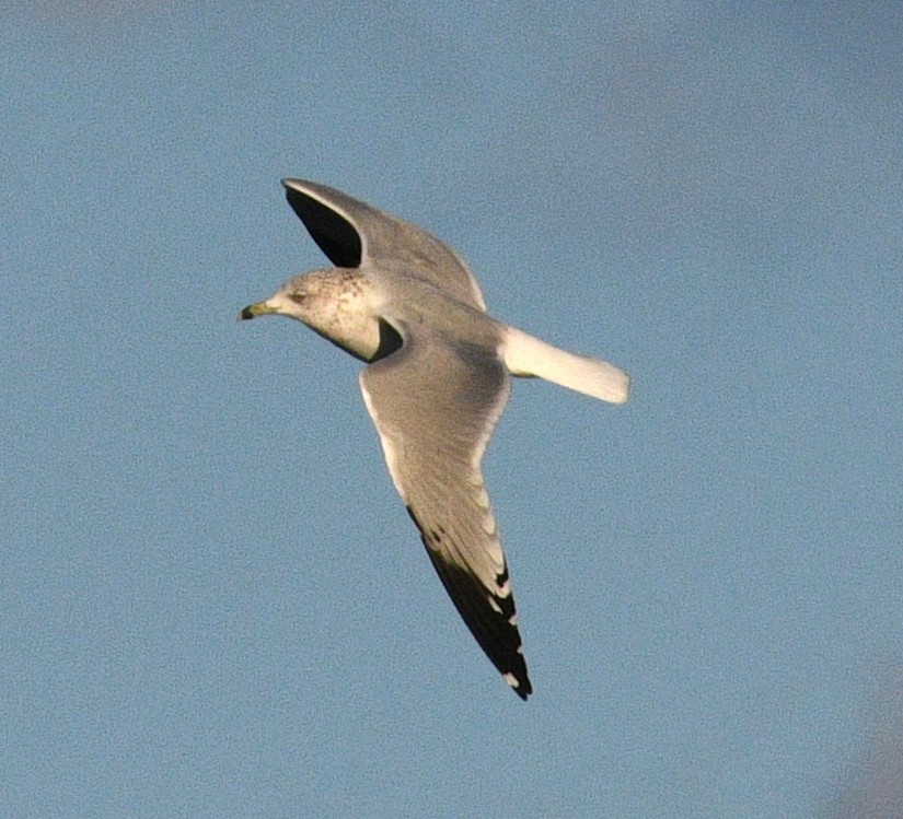 Ring-billed Gull - ML645768041