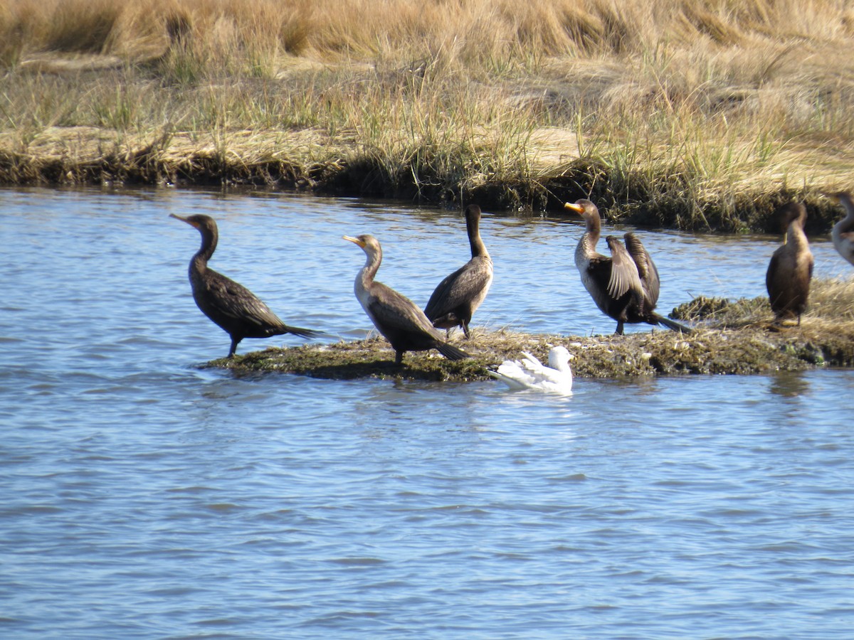 Double-crested Cormorant - ML645768043