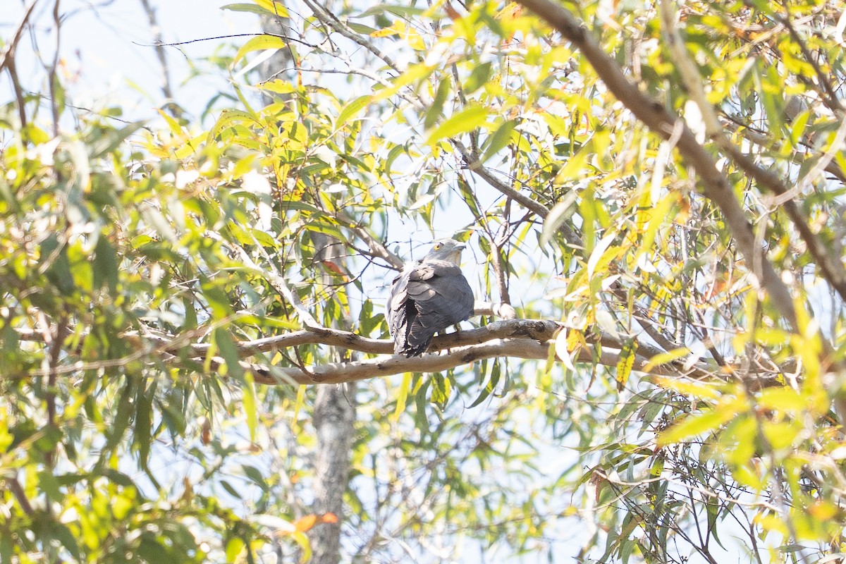 Pacific Baza - ML645768049