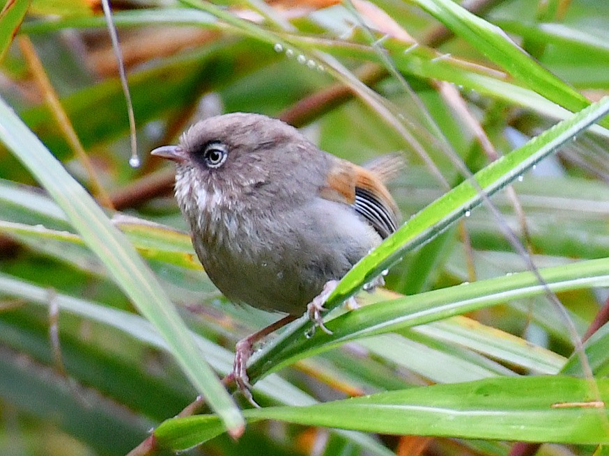 Taiwan Fulvetta - ML645768053