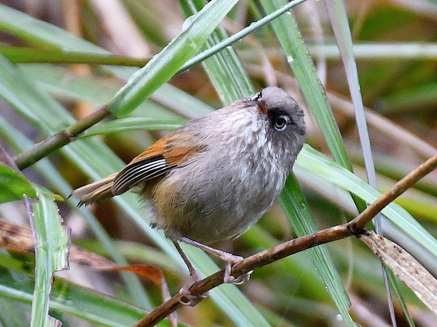 Taiwan Fulvetta - ML645768054