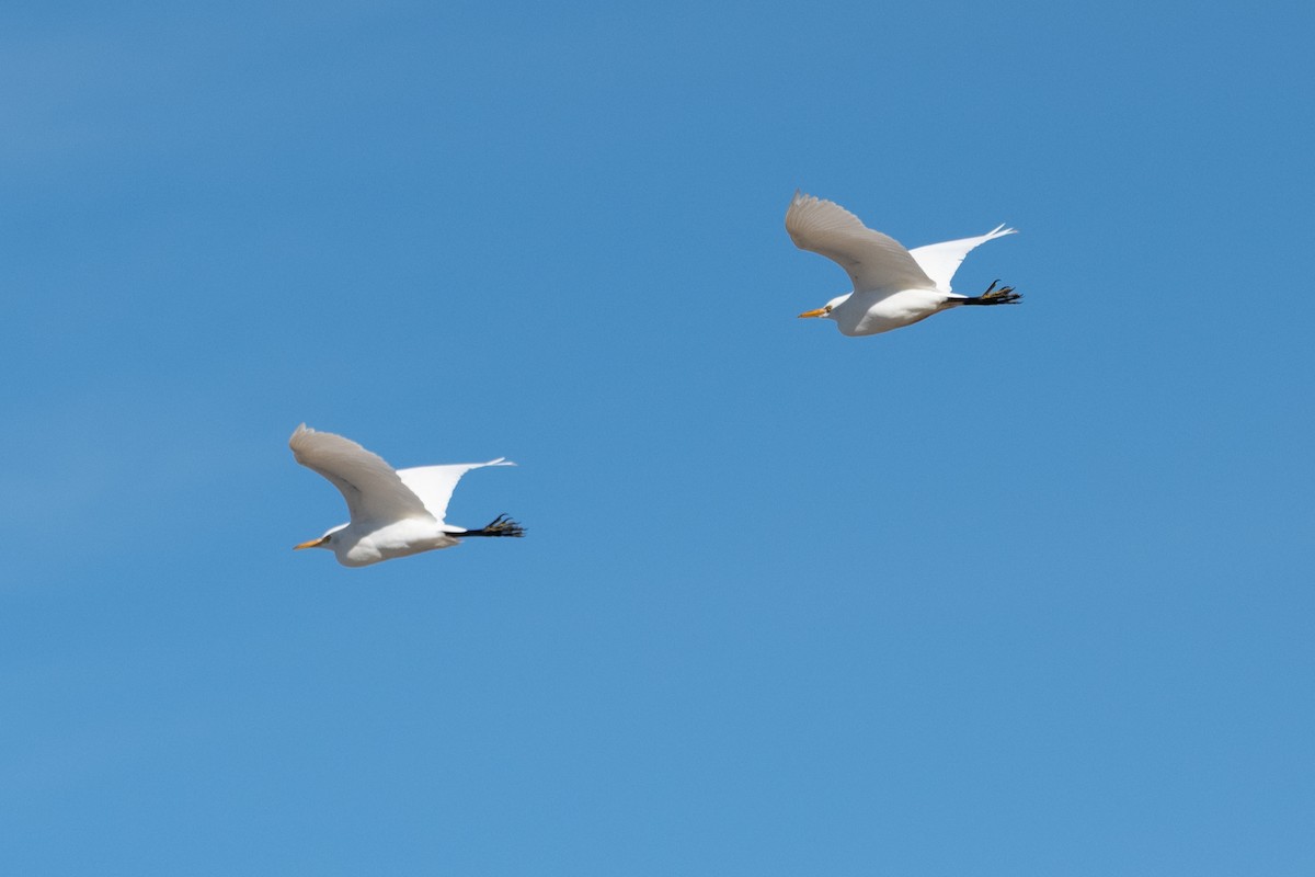 אנפית בקר מערבית - ML645768055