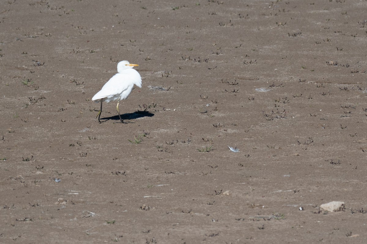 אנפית בקר מערבית - ML645768056