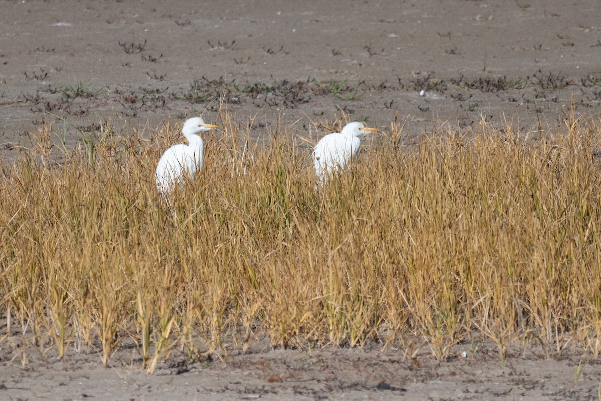 אנפית בקר מערבית - ML645768057