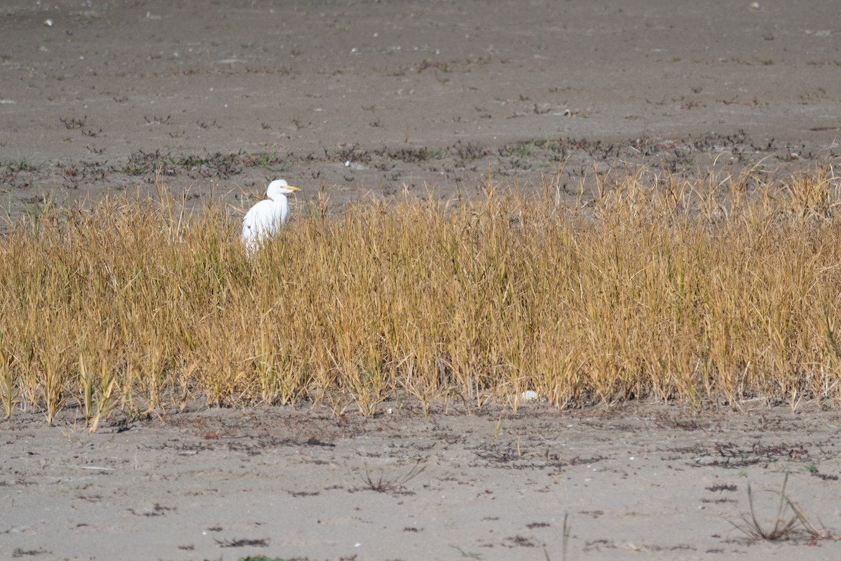 אנפית בקר מערבית - ML645768058