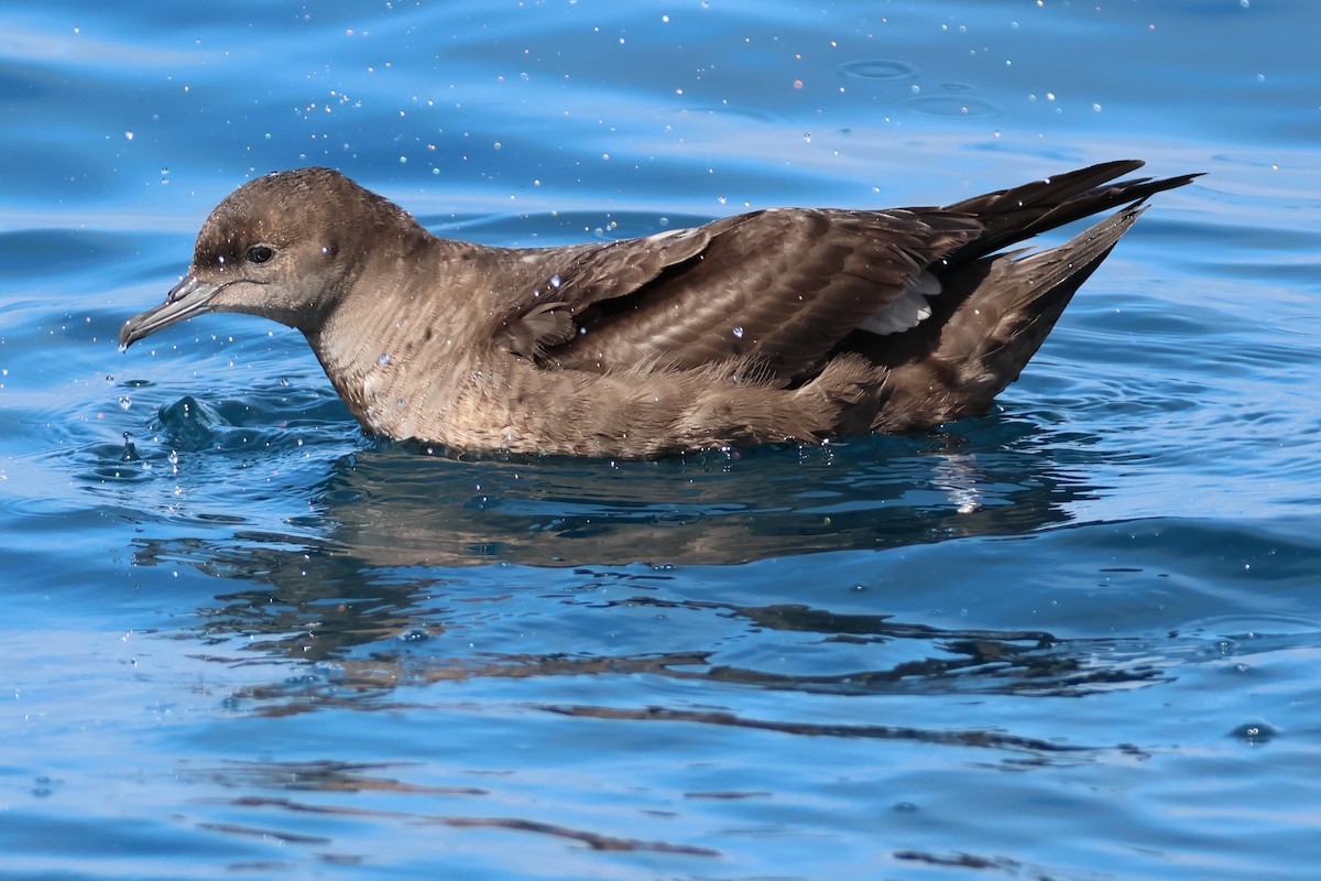 Short-tailed Shearwater - ML645768059