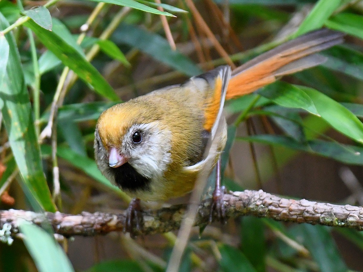 Golden Parrotbill - ML645768060