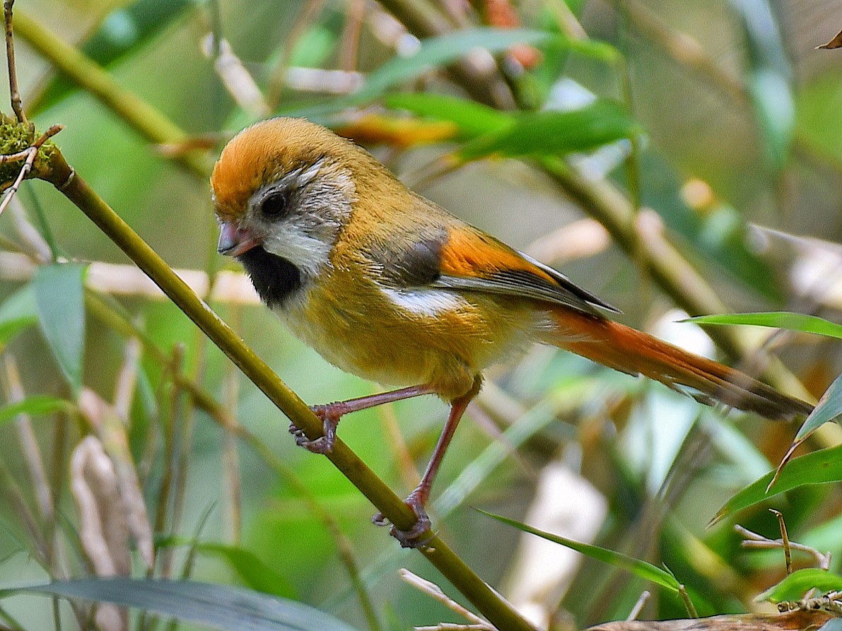 Golden Parrotbill - ML645768061