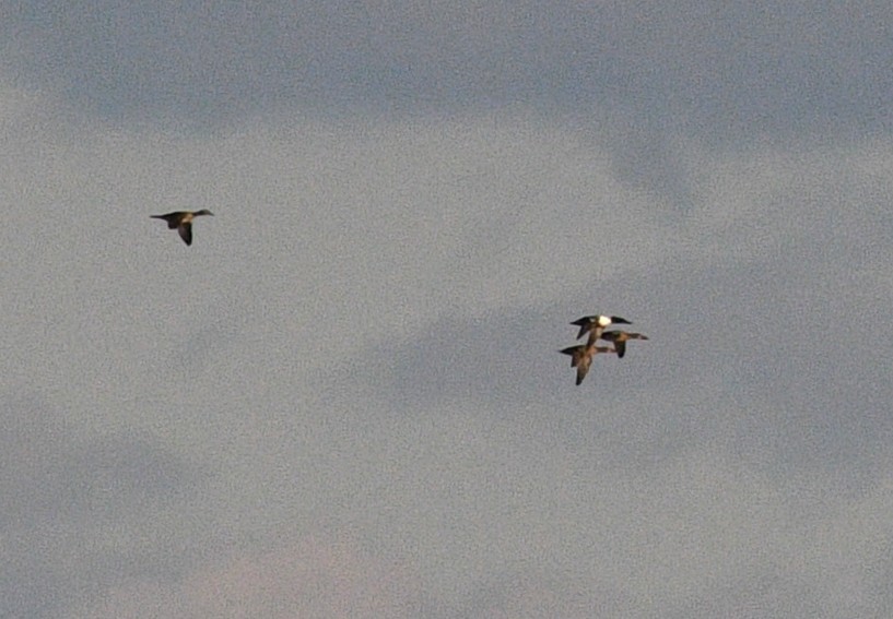 מרית צפונית - ML645768062