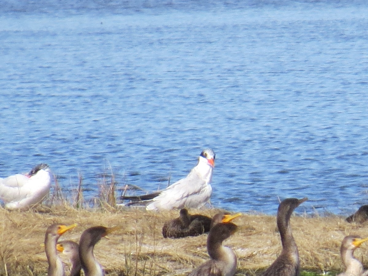 שחפית כספית - ML645768065