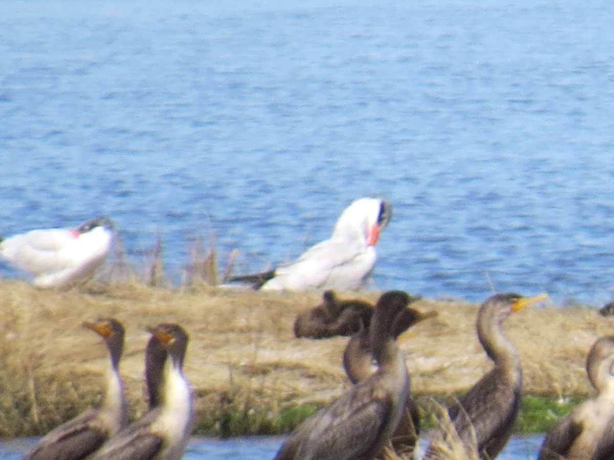 שחפית כספית - ML645768066