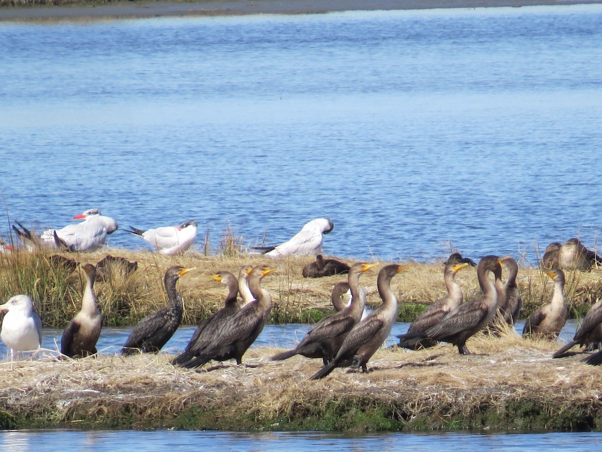 שחפית כספית - ML645768067
