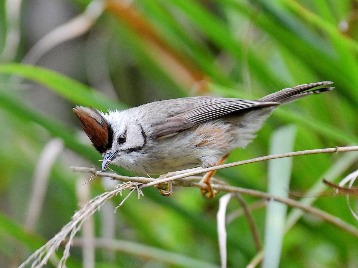 Taiwan Yuhina - ML645768068