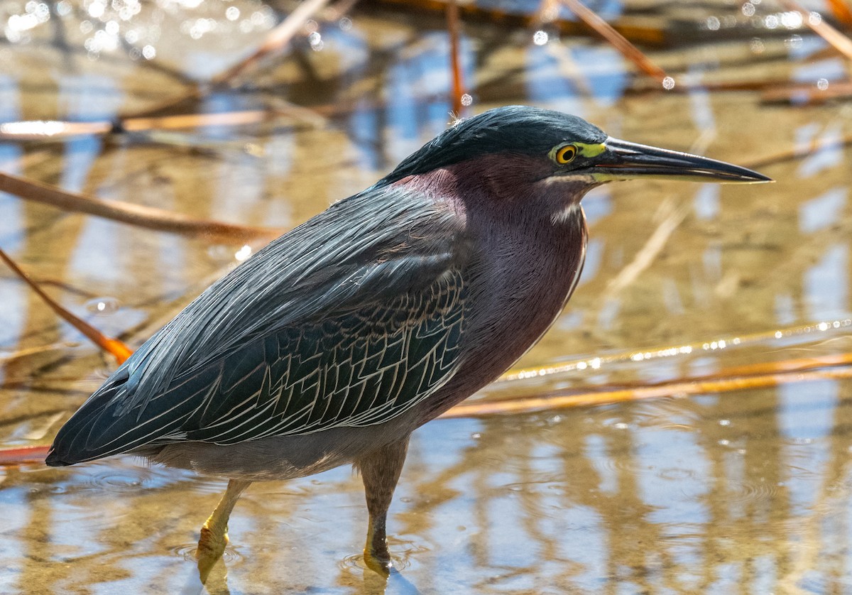 אנפית ירוקה - ML645768069