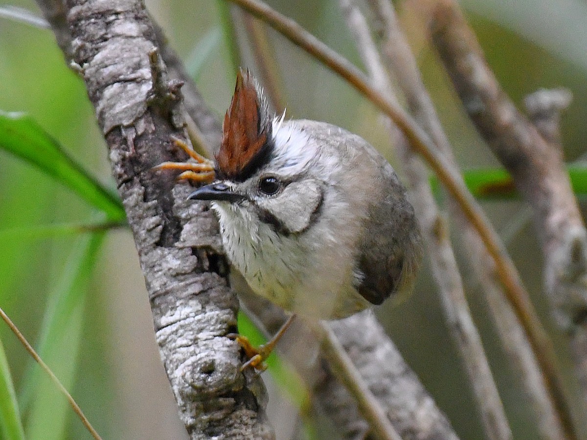 Taiwan Yuhina - ML645768071