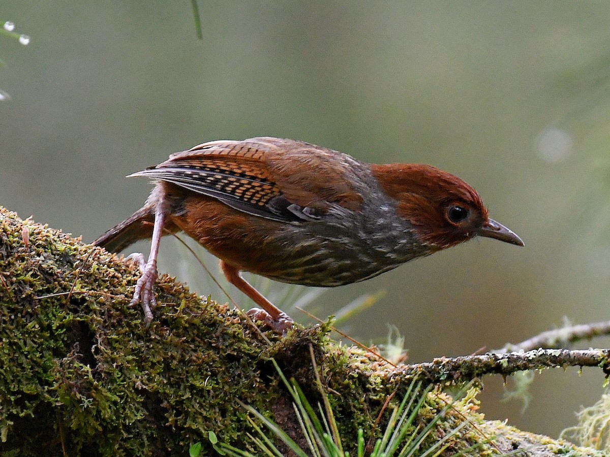 Taiwan Barwing - ML645768074