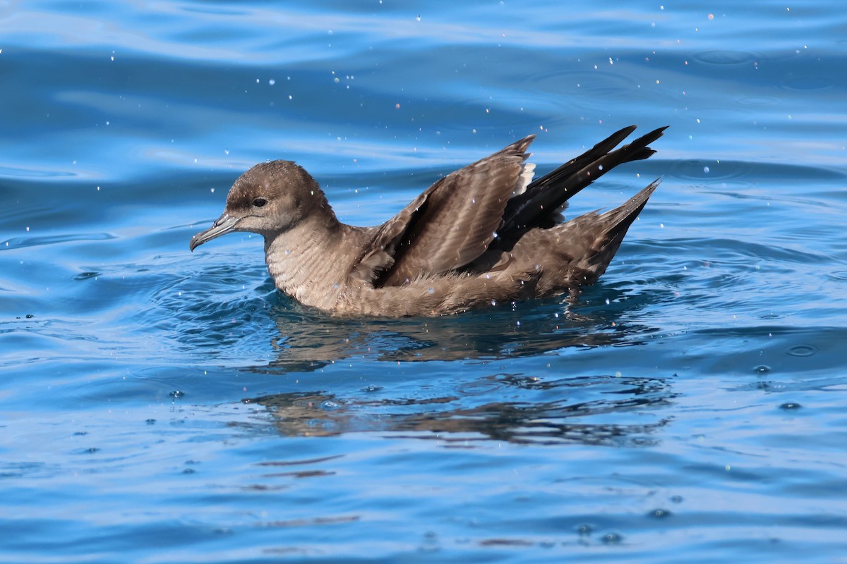Short-tailed Shearwater - ML645768076