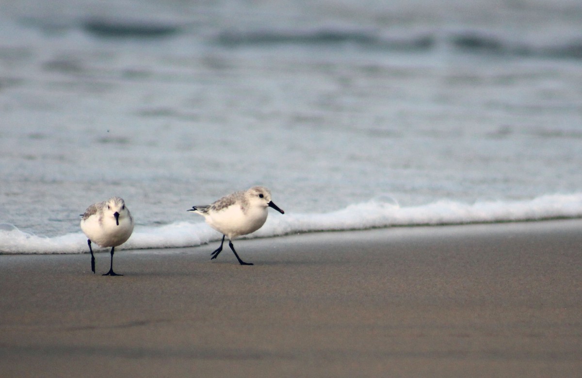 חופית לבנה - ML645768077