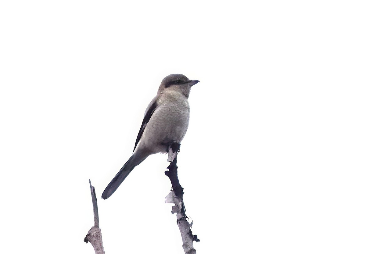 חנקן צפוני - ML645768078