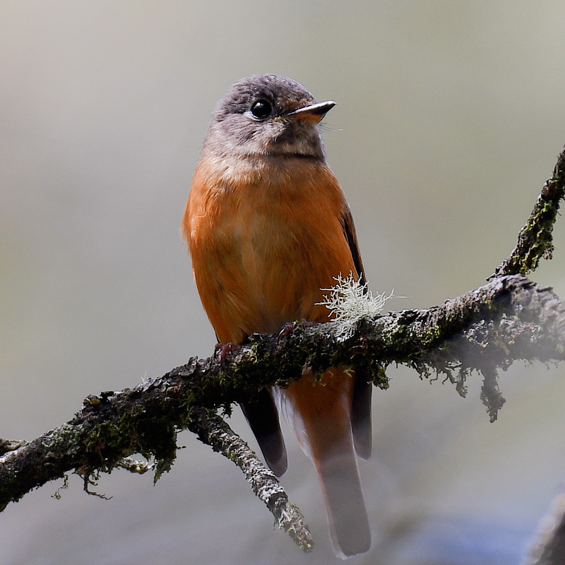 Ferruginous Flycatcher - ML645768079