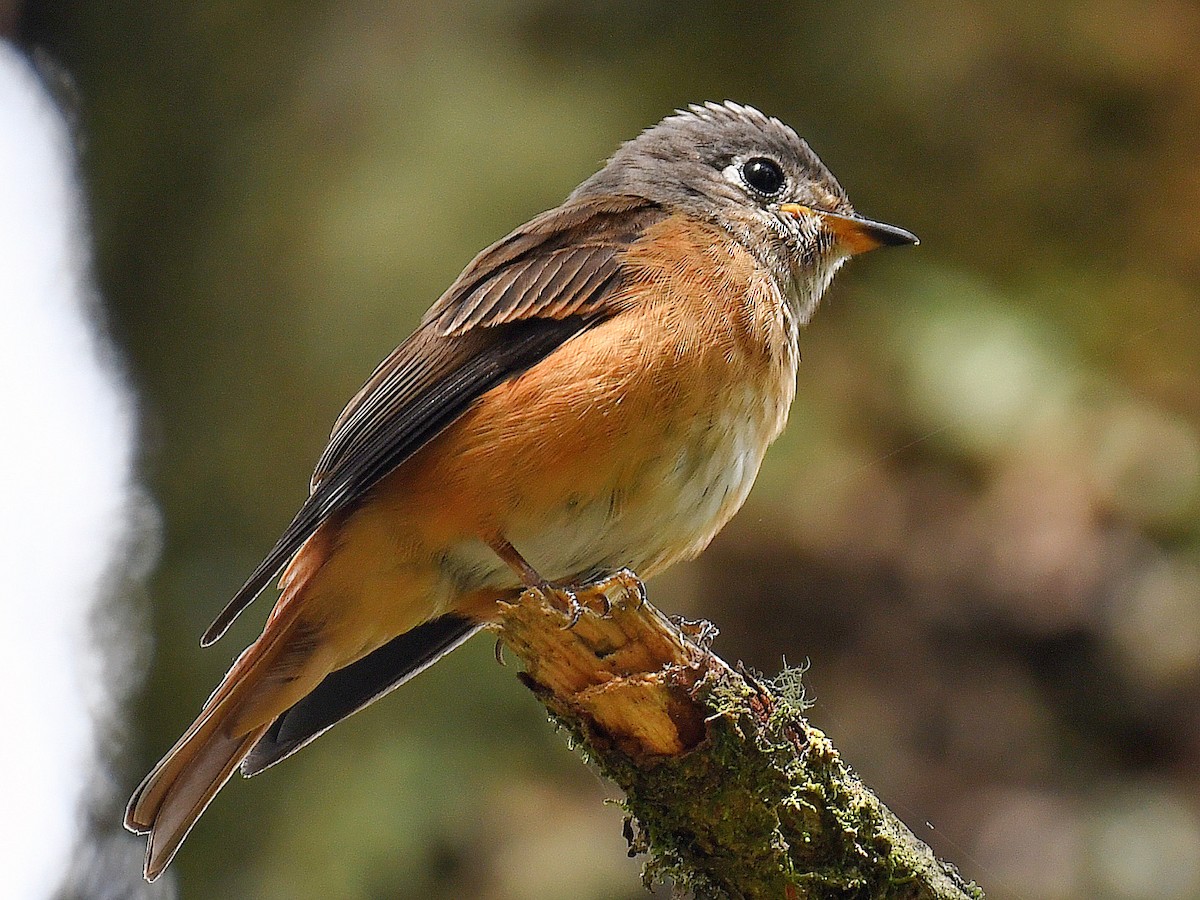 Ferruginous Flycatcher - ML645768080