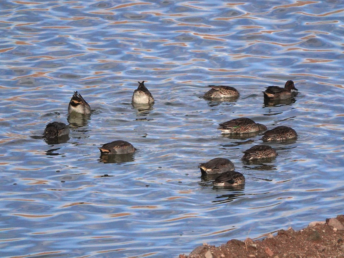שרשיר - ML645768081