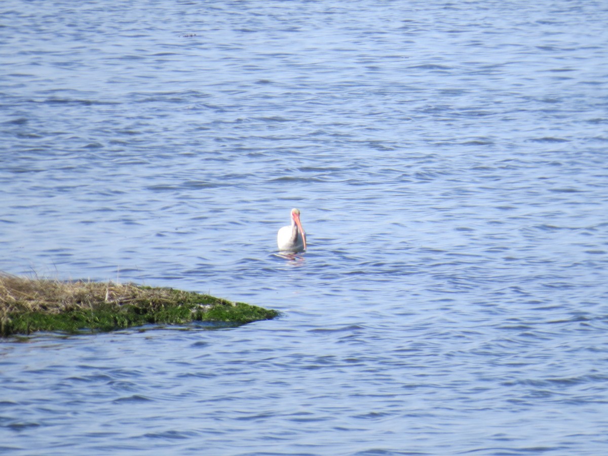 White Ibis - ML645768082
