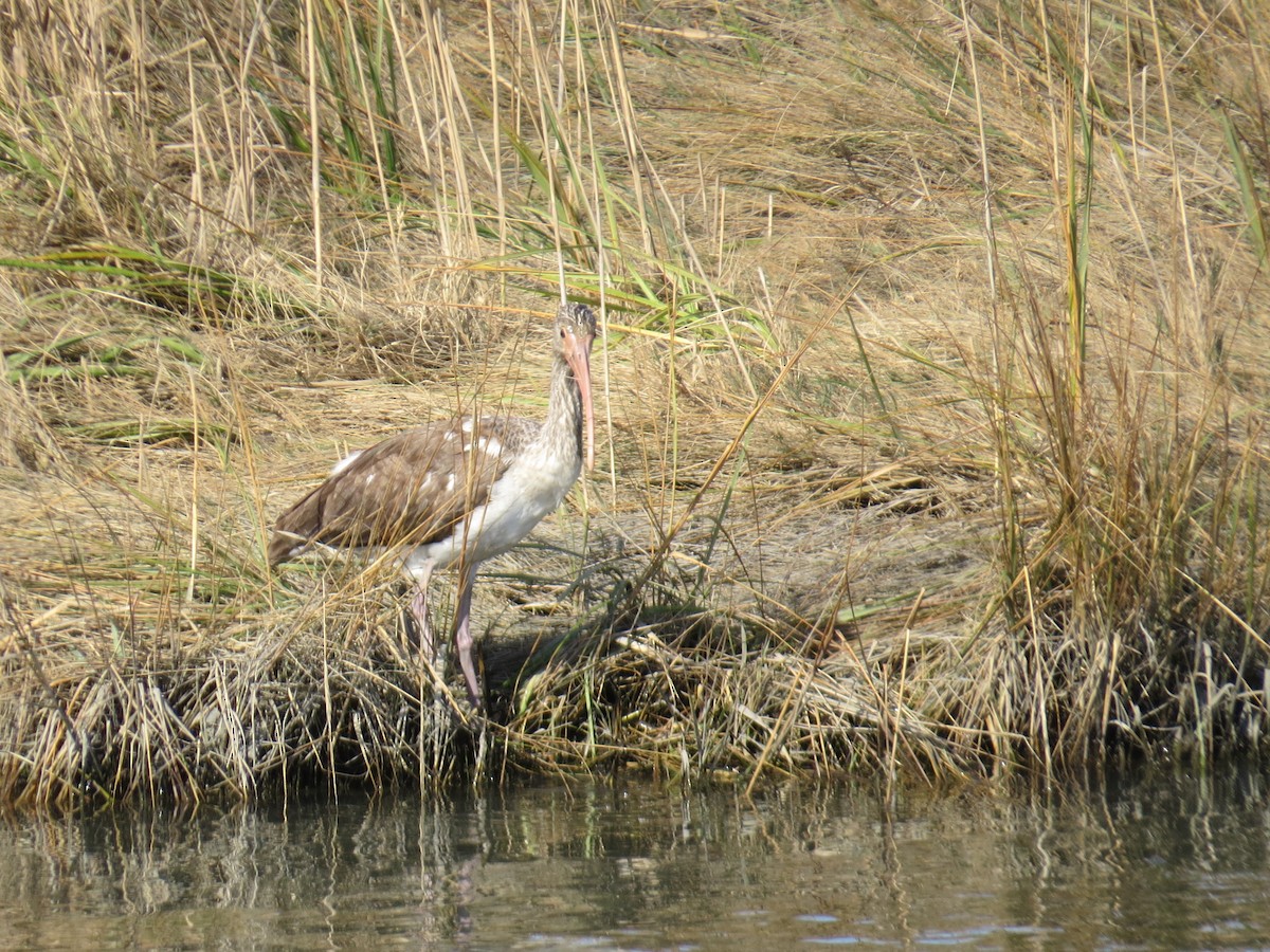 White Ibis - ML645768083