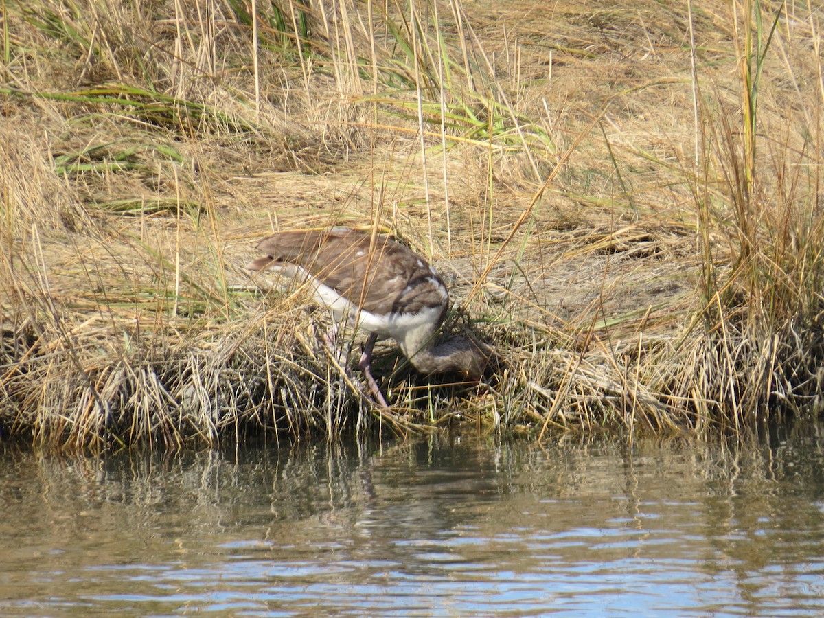 White Ibis - ML645768084