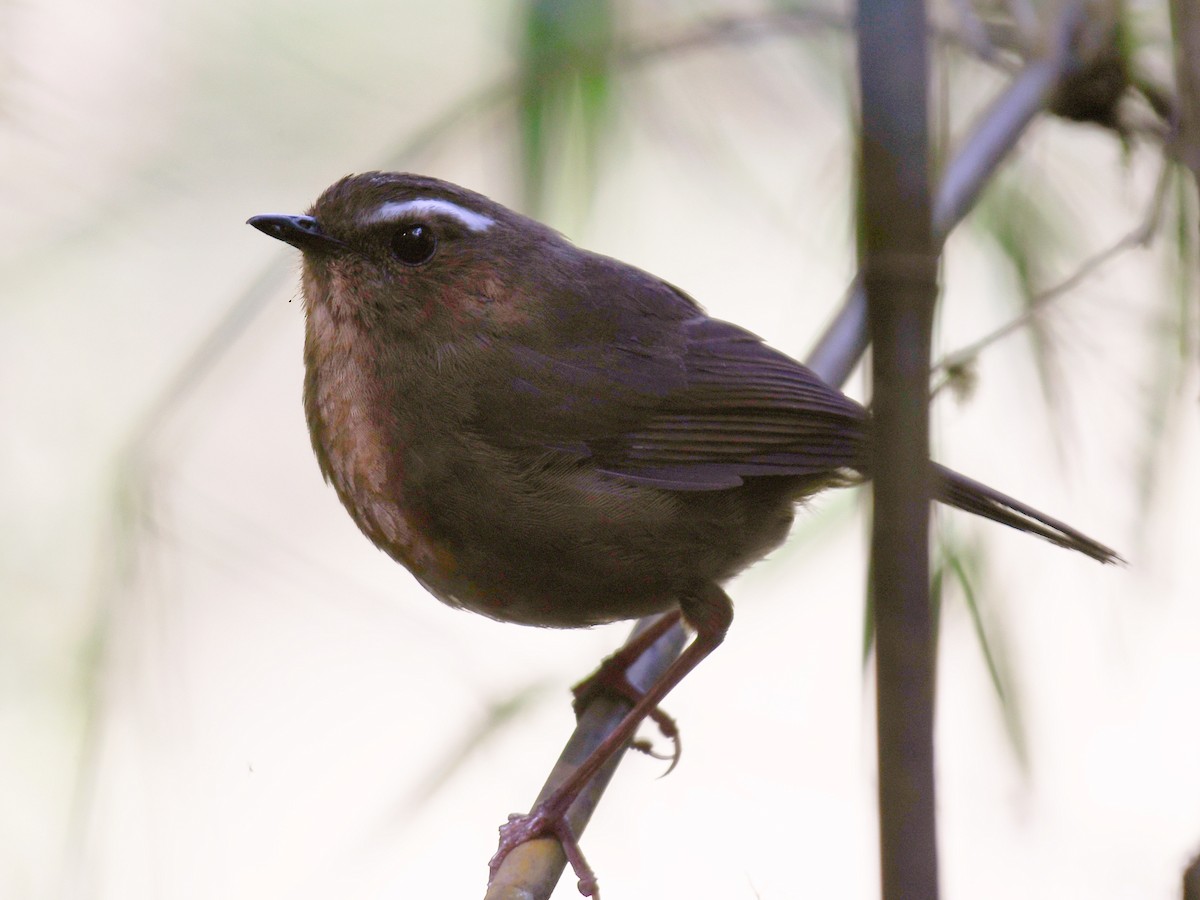 Taiwan Shortwing - ML645768085