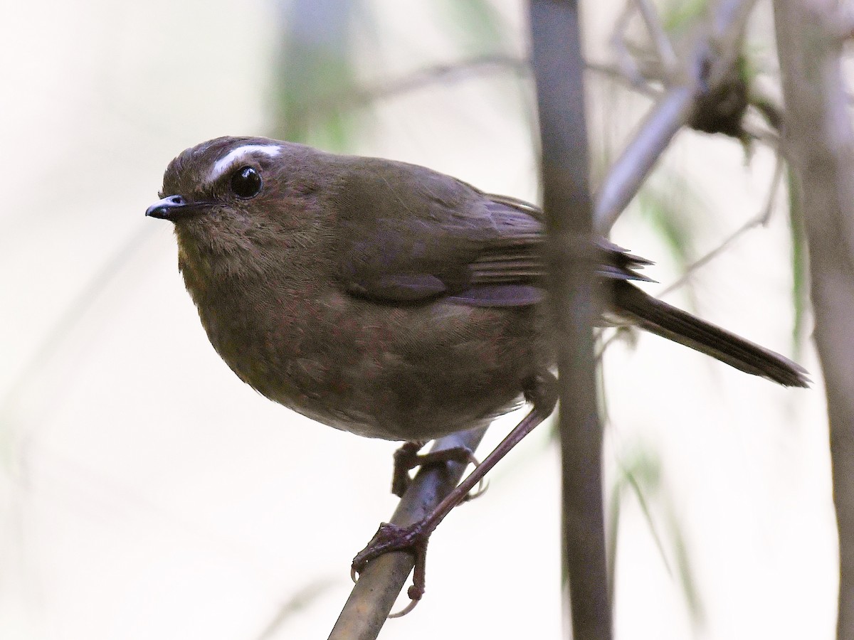 Taiwan Shortwing - ML645768086