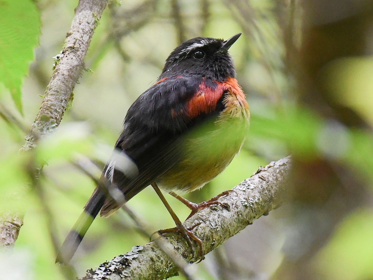 Collared Bush-Robin - ML645768088