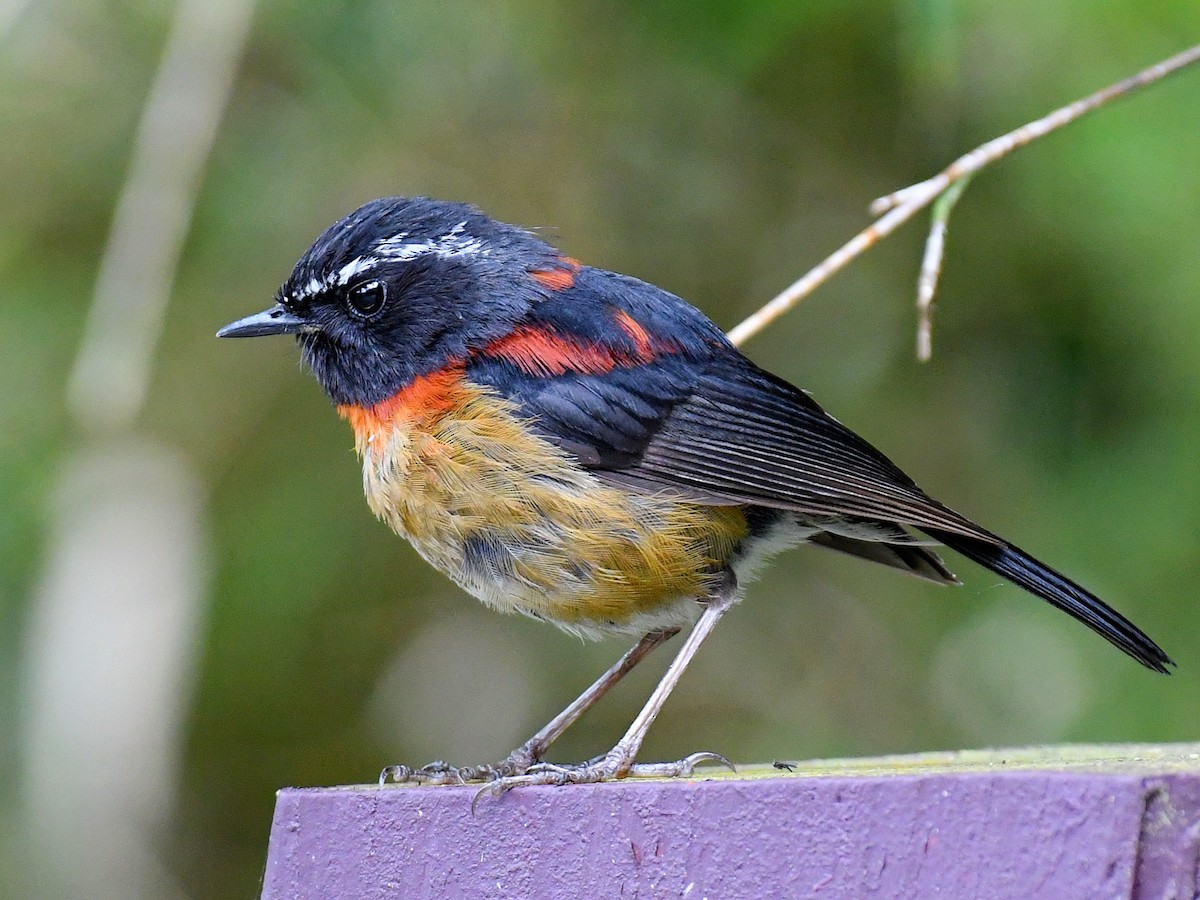 Collared Bush-Robin - ML645768089